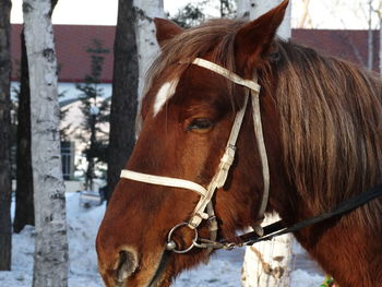 Close-up of horse in ranch