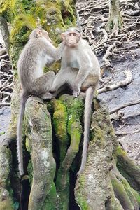 Monkeys sitting on rock against trees