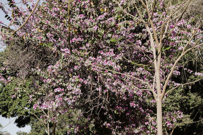 Low angle view of pink flowering tree