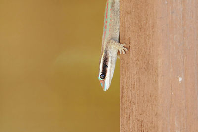 Close-up of a lizard