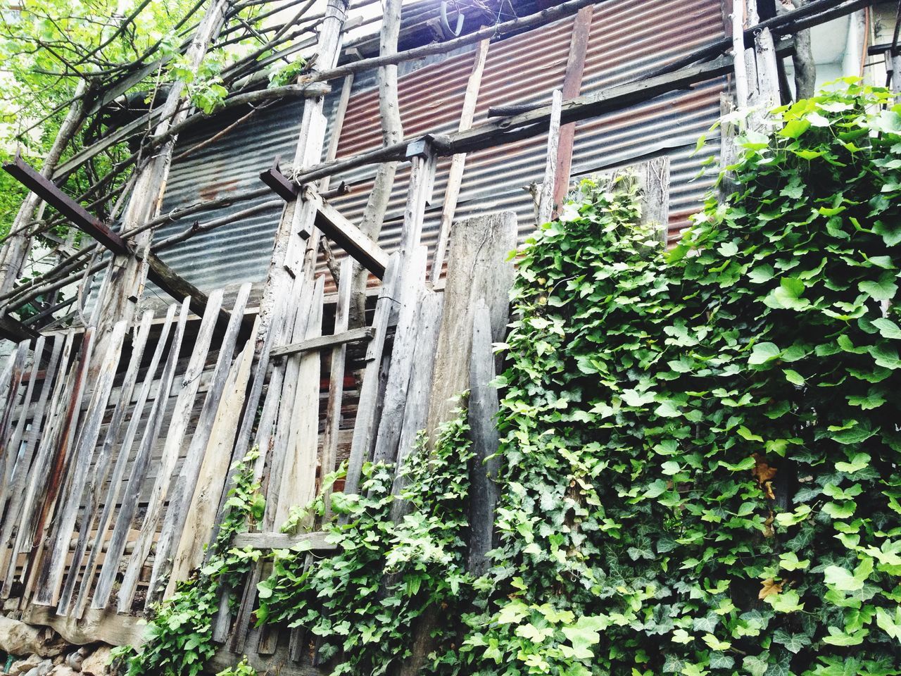 built structure, architecture, building exterior, plant, tree, growth, house, ivy, green color, residential structure, brick wall, wood - material, outdoors, day, abandoned, no people, old, building, leaf, wall - building feature