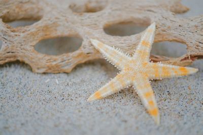 Close-up of starfish on sand