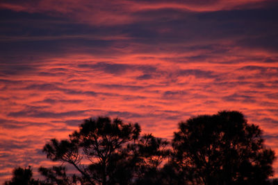 Low angle view of silhouette trees against orange sky