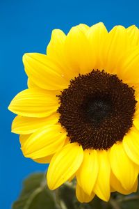 Close-up of sunflower blooming against clear sky