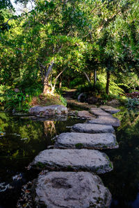 Walkway amidst trees and plants