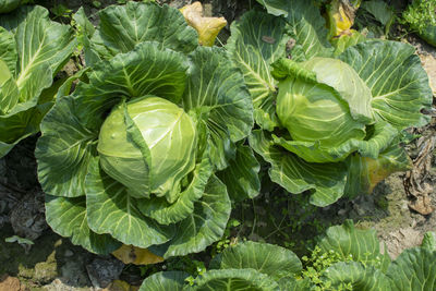 High angle view of fresh green cabbage