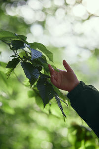 Cropped hand of child touching plant