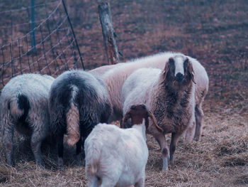 Sheep standing in a field