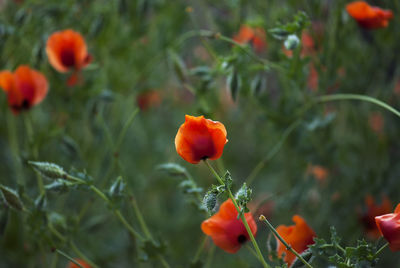 Close-up of poppy flowers