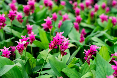 Close-up of pink flowering plants