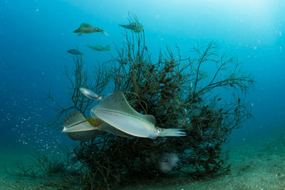 Spawning squid, wide angle