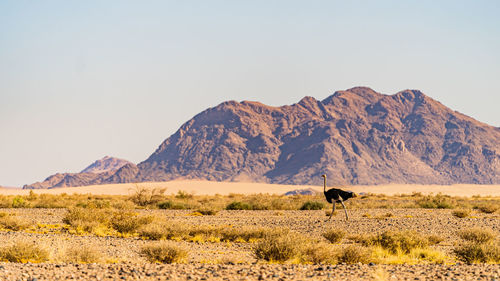 An ostrich in the desert