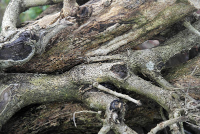 Close-up of lizard on tree trunk