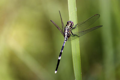 Dragonflies or sibar-sibar are a group of insects belonging to the odonata