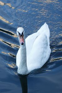 Close-up of swan swimming in lake