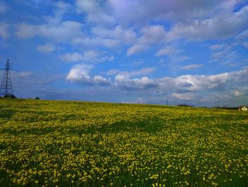 Scenic view of oilseed rape field against sky