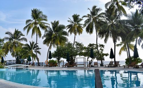 Palm trees by swimming pool