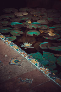 High angle view of flower and leaves on pond