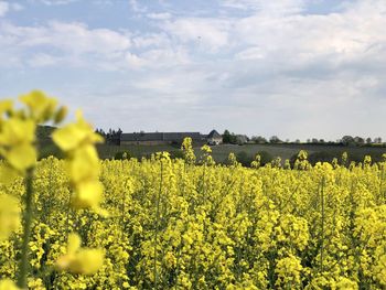 Yellow flowering plants on field against sky