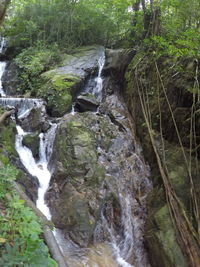 River flowing through forest