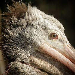 Close-up of a eyes