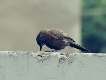 Close-up of bird perching on wall