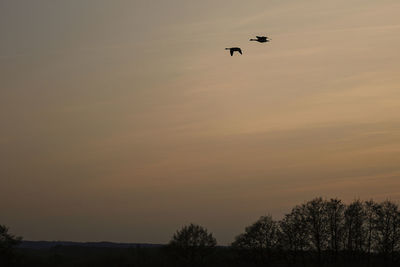 Low angle view of silhouette birds flying in sky