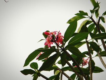 Close-up of butterfly on plant against clear sky