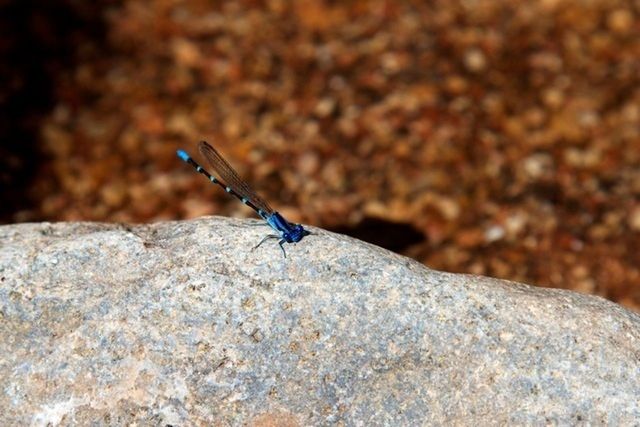 animal themes, animals in the wild, one animal, wildlife, insect, full length, rock - object, close-up, focus on foreground, nature, selective focus, spread wings, side view, outdoors, day, zoology, dragonfly, no people, animal wing, bird