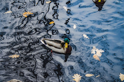 High angle view of duck swimming in lake