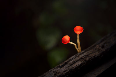 Close-up of red berries on tree trunk