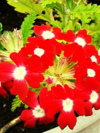 Close-up of red flower