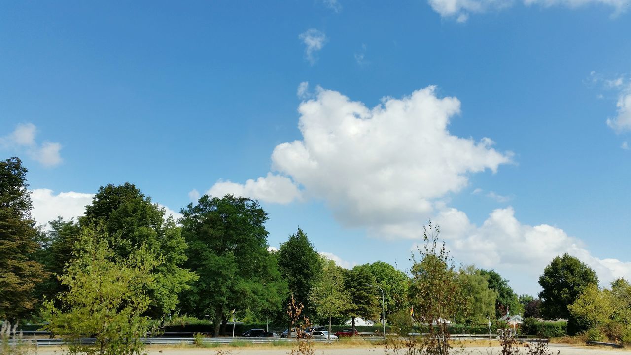 PANORAMIC VIEW OF TREES AGAINST BLUE SKY