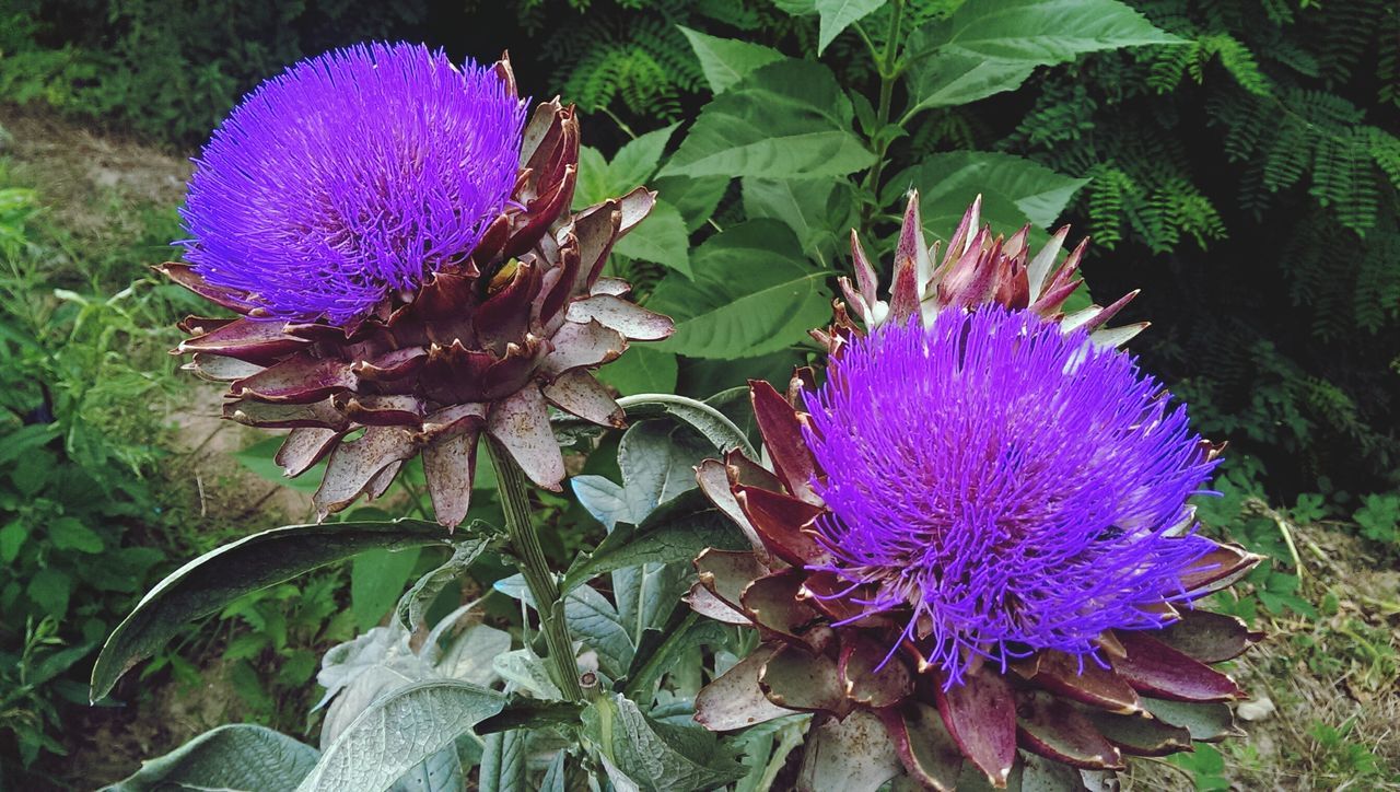 flower, purple, growth, freshness, fragility, flower head, petal, beauty in nature, plant, blooming, nature, close-up, in bloom, thistle, park - man made space, focus on foreground, outdoors, field, pink color, no people