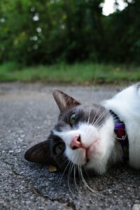 Close-up of cat