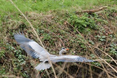 View of a bird flying