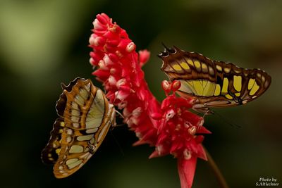 Close-up of honey bee perching on flower