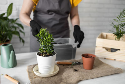 Midsection of woman holding potted plant on table