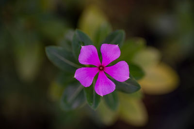 Close-up of pink flowering plant