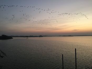 Silhouette birds flying over sea against sky during sunset