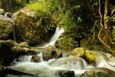 Scenic view of waterfall in forest