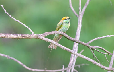 Close-up of bird perching on branch
