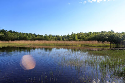 Reflection of trees in lake