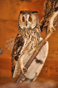 Portrait of owl perching on branch