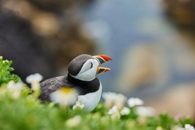 Puffin standing on a rock cliff . fratercula arctica 