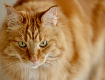 Close-up portrait of cat