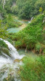 Stream flowing through forest