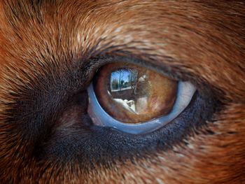 Close-up of cat eye