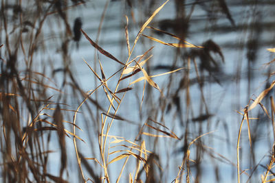 Close-up of stalks against blurred background