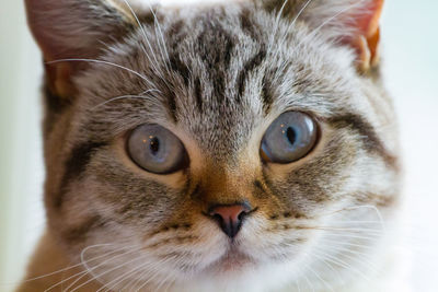 Close-up portrait of cat